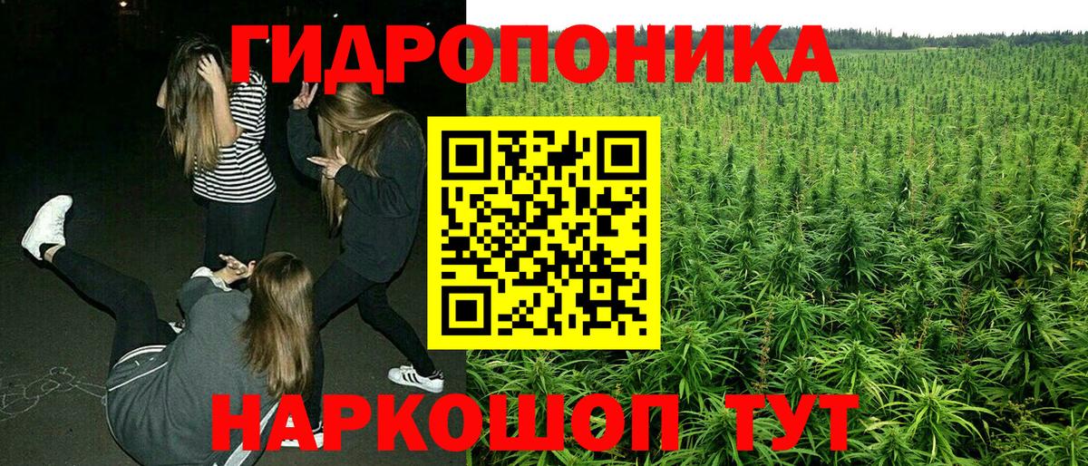 Бошки Шишки индика Ачхой-Мартан